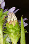 Southern pine aster